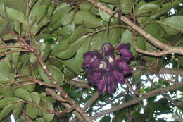 Image of Mucuna membranacea Hayata