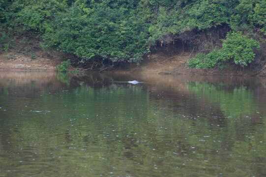 Image of Bolivian river dolphin