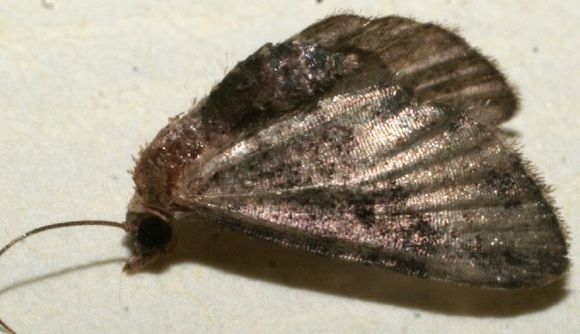 Image of Eupithecia