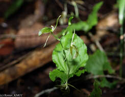 Image of Liparis longicaulis Ridl.