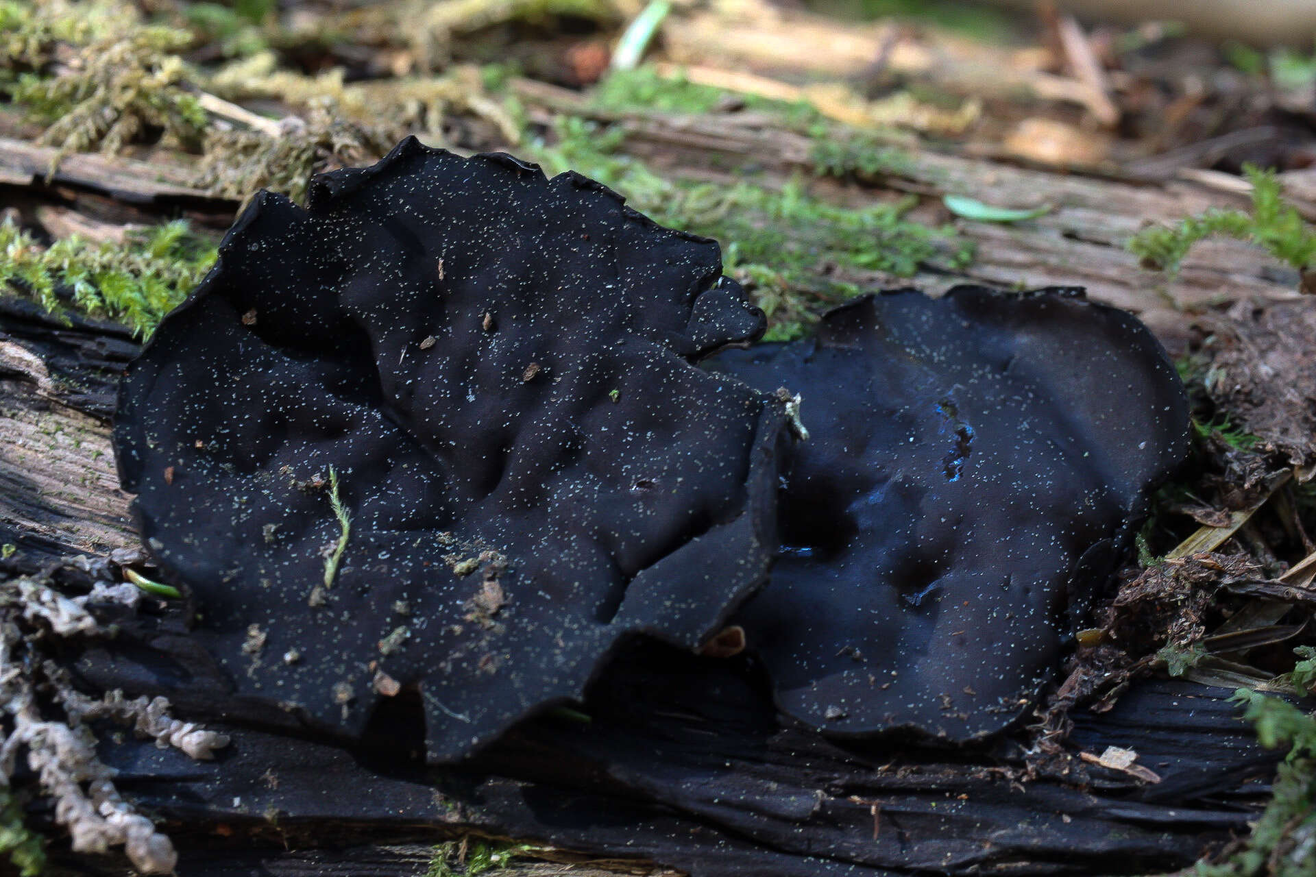 Image de Pseudoplectania vogesiaca Seaver 1928