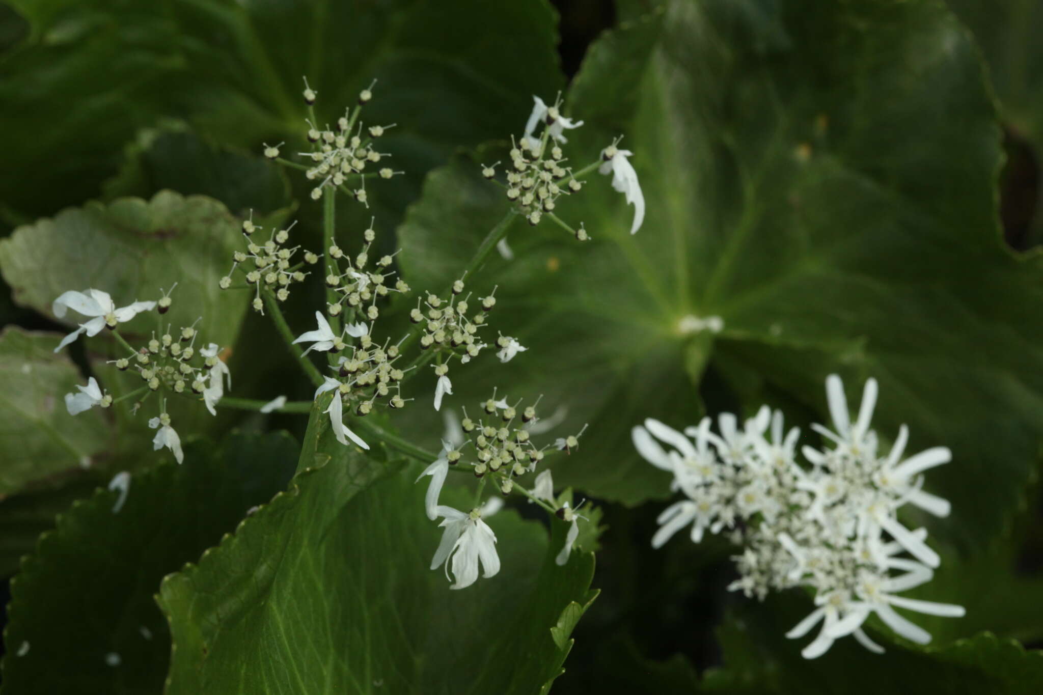 صورة Heracleum apiifolium Boiss.