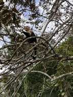 Image of white-faced capuchin