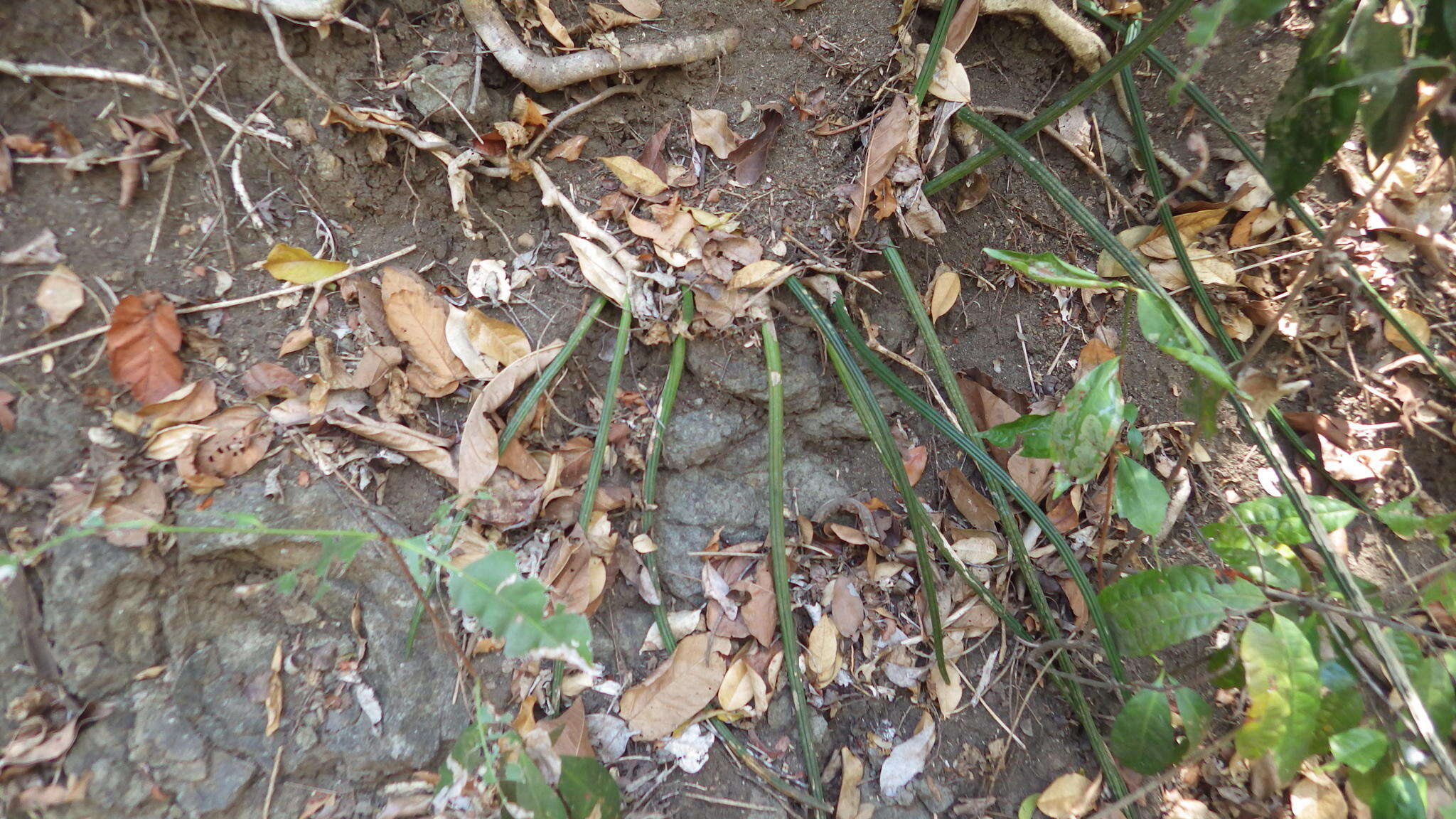 Image of Sansevieria canaliculata Carrière