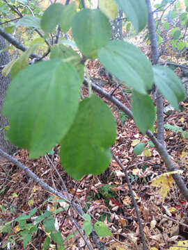 Image of common buckthorn