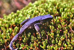 Image of Atelopus pastuso Coloma, Duellman, Almendáriz, Ron, Terán-Valdez & Guayasamin 2010