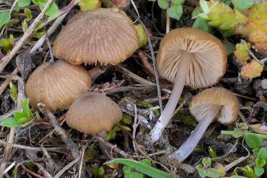 Image of Entoloma sodale Kühner & Romagn. ex Noordel. 1982