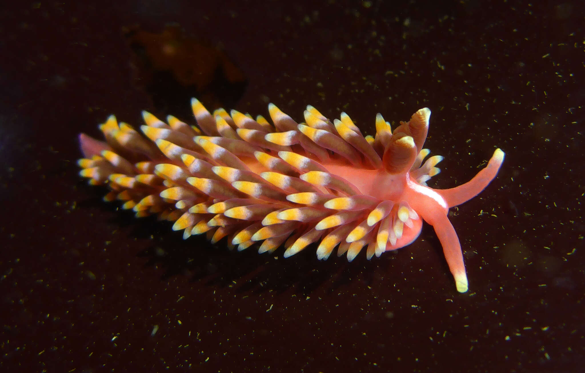 Image of Babakinidae Roller 1973