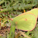 <i>Colias <i>meadii</i></i> meadii resmi