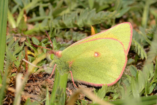 <i>Colias <i>meadii</i></i> meadii resmi