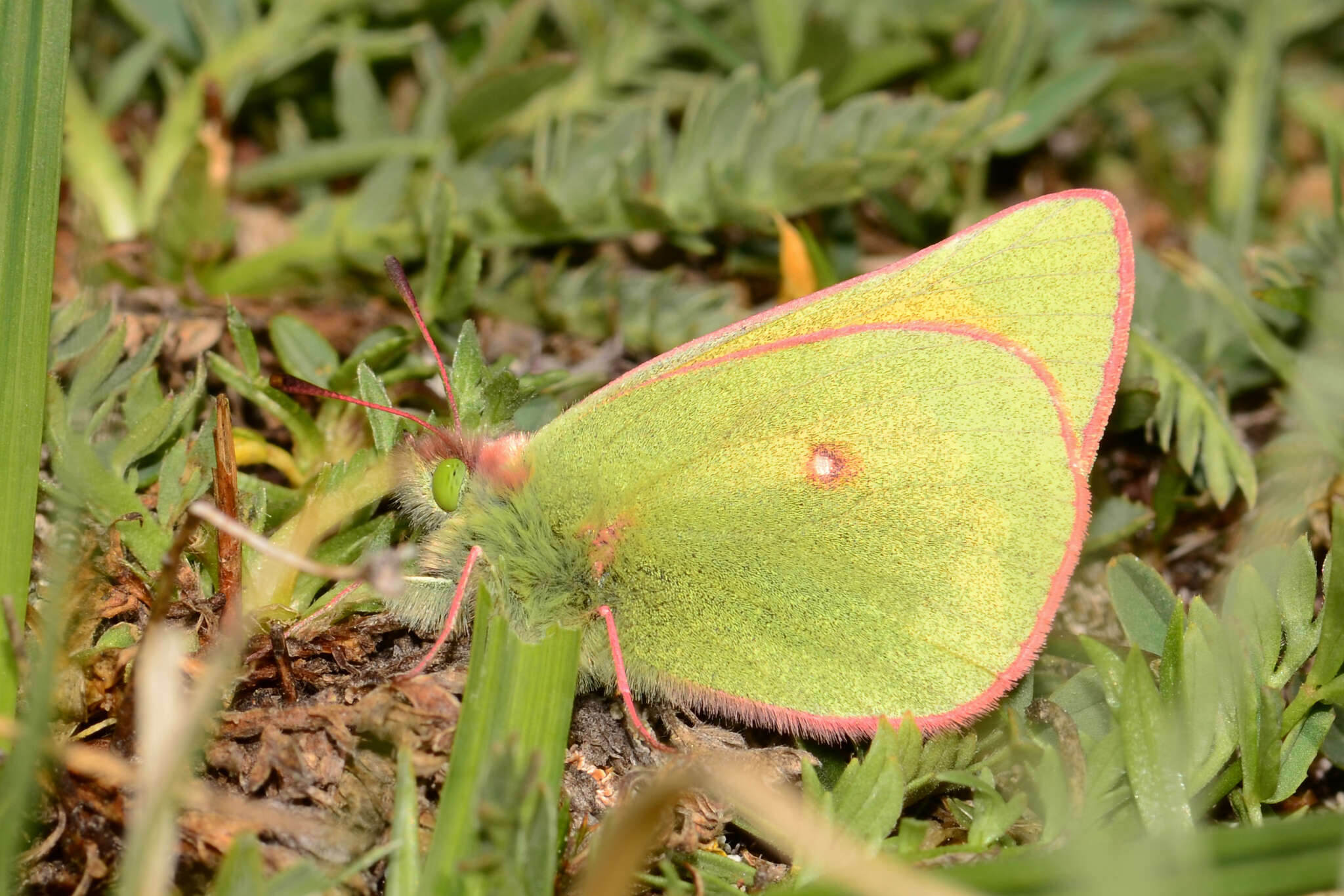 Image of <i>Colias <i>meadii</i></i> meadii