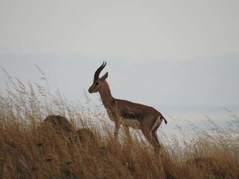 Image of Mountain Gazelle