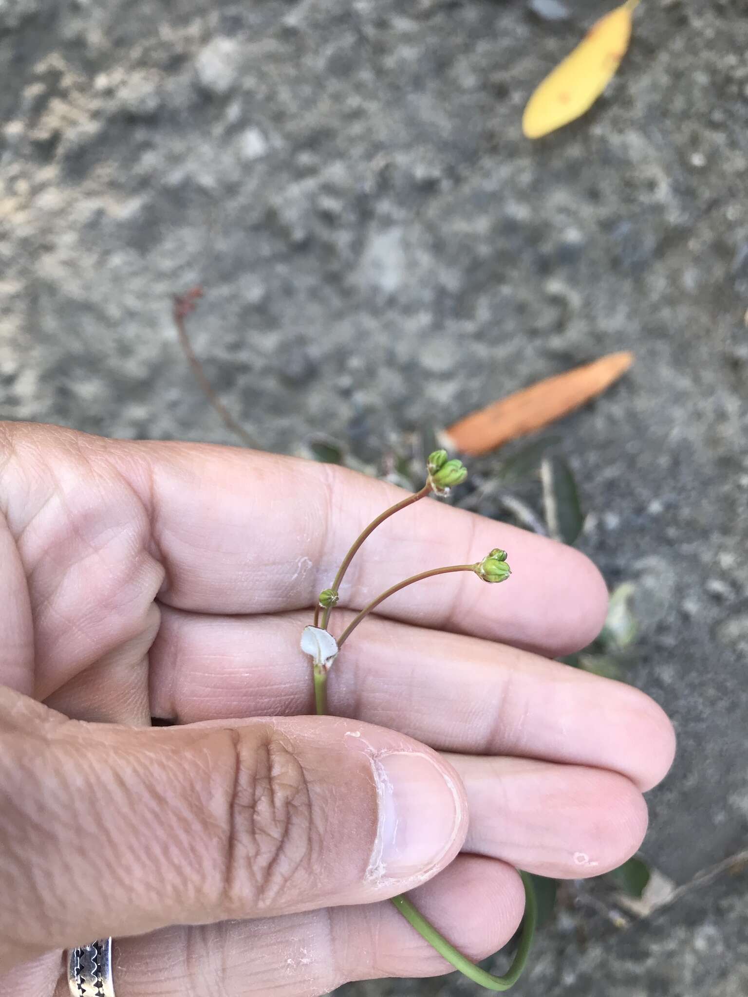 Imagem de Eriogonum nudum var. nudum