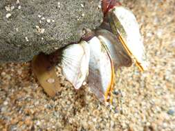 Image of goose barnacle