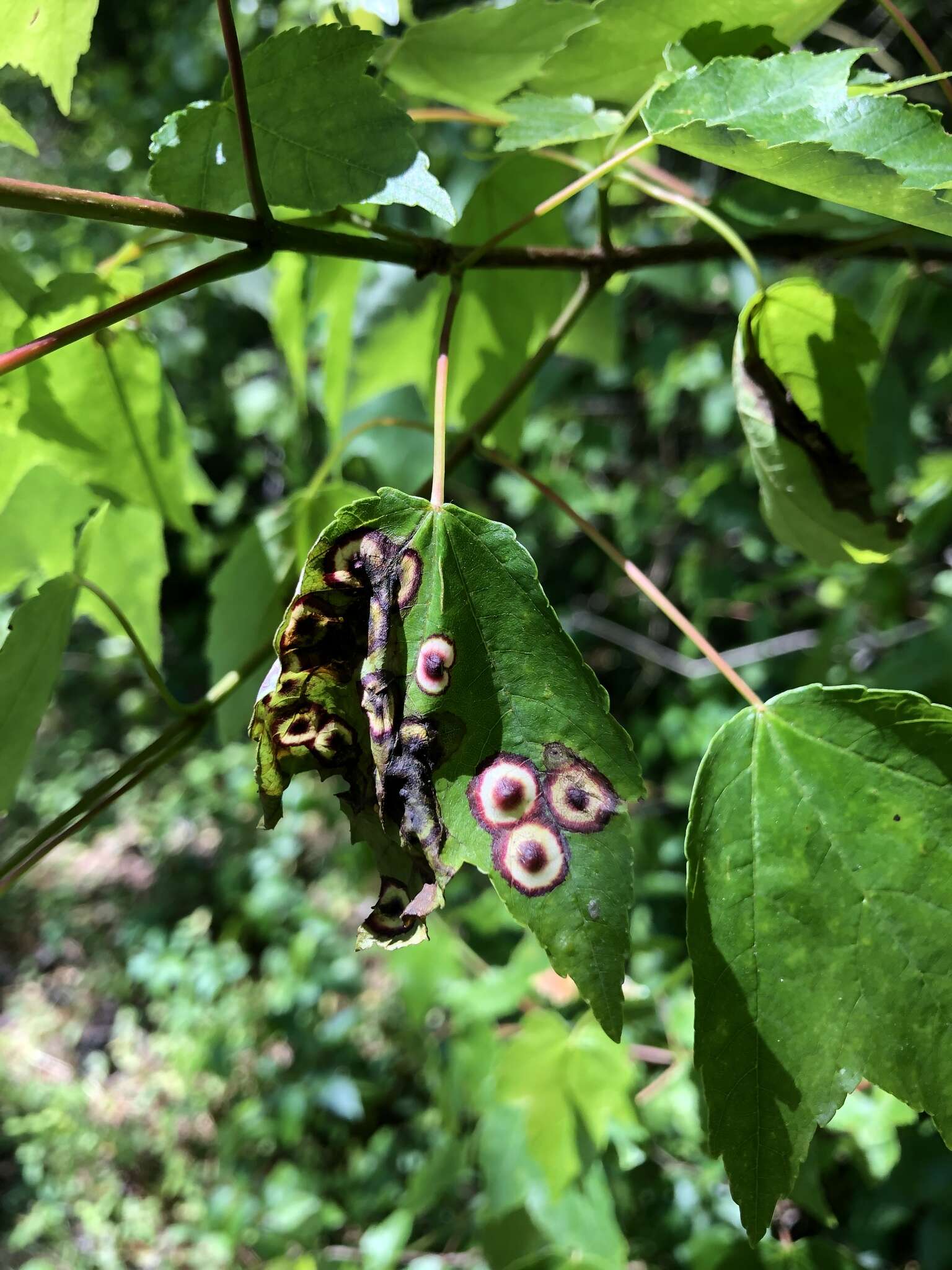 Image of Ocellate Gall Midge