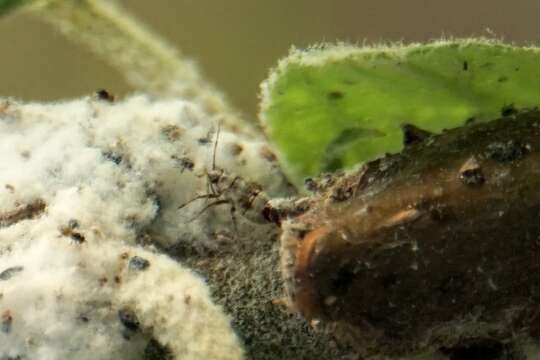 Image of Woolly Apple Aphid