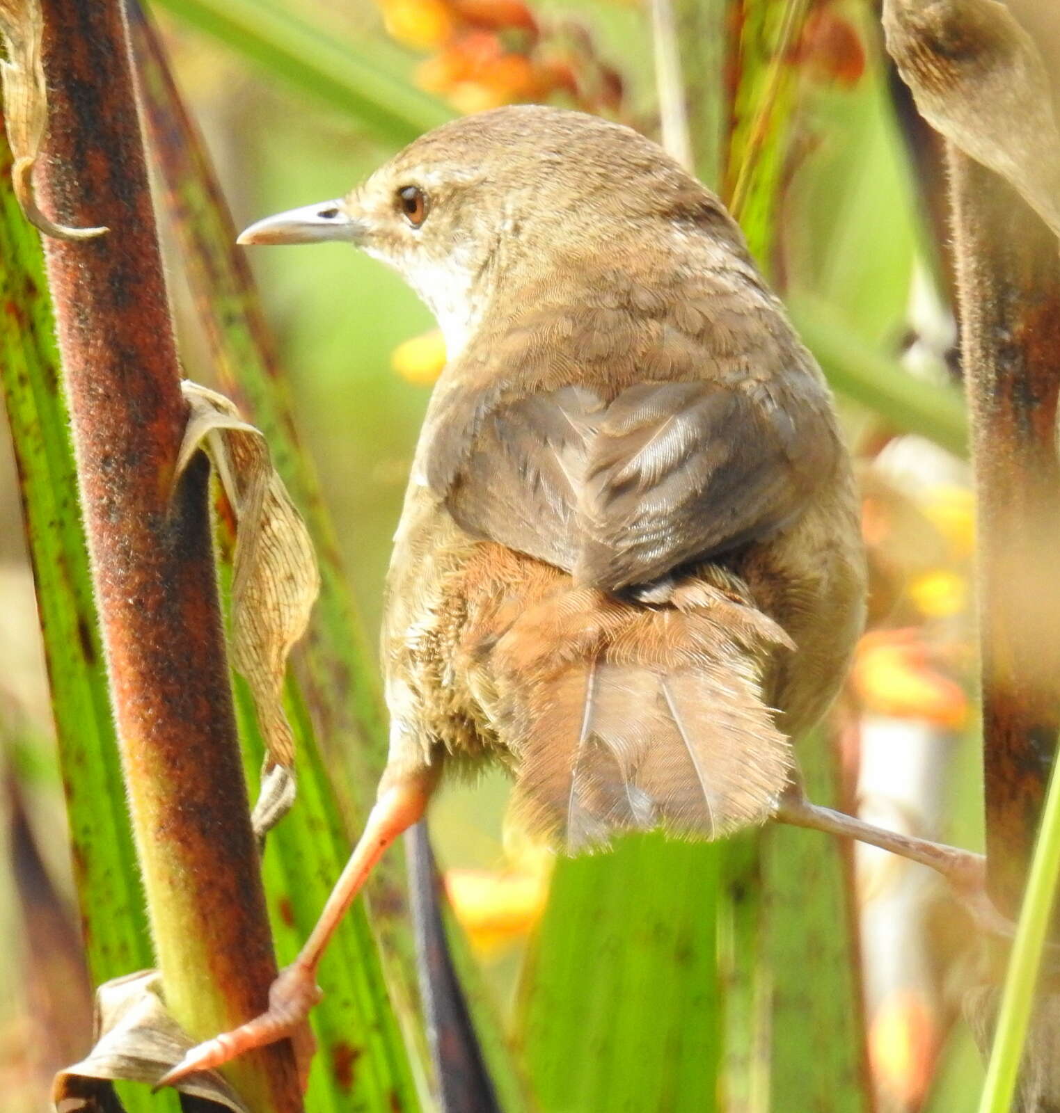 Image of Marsh Warbler