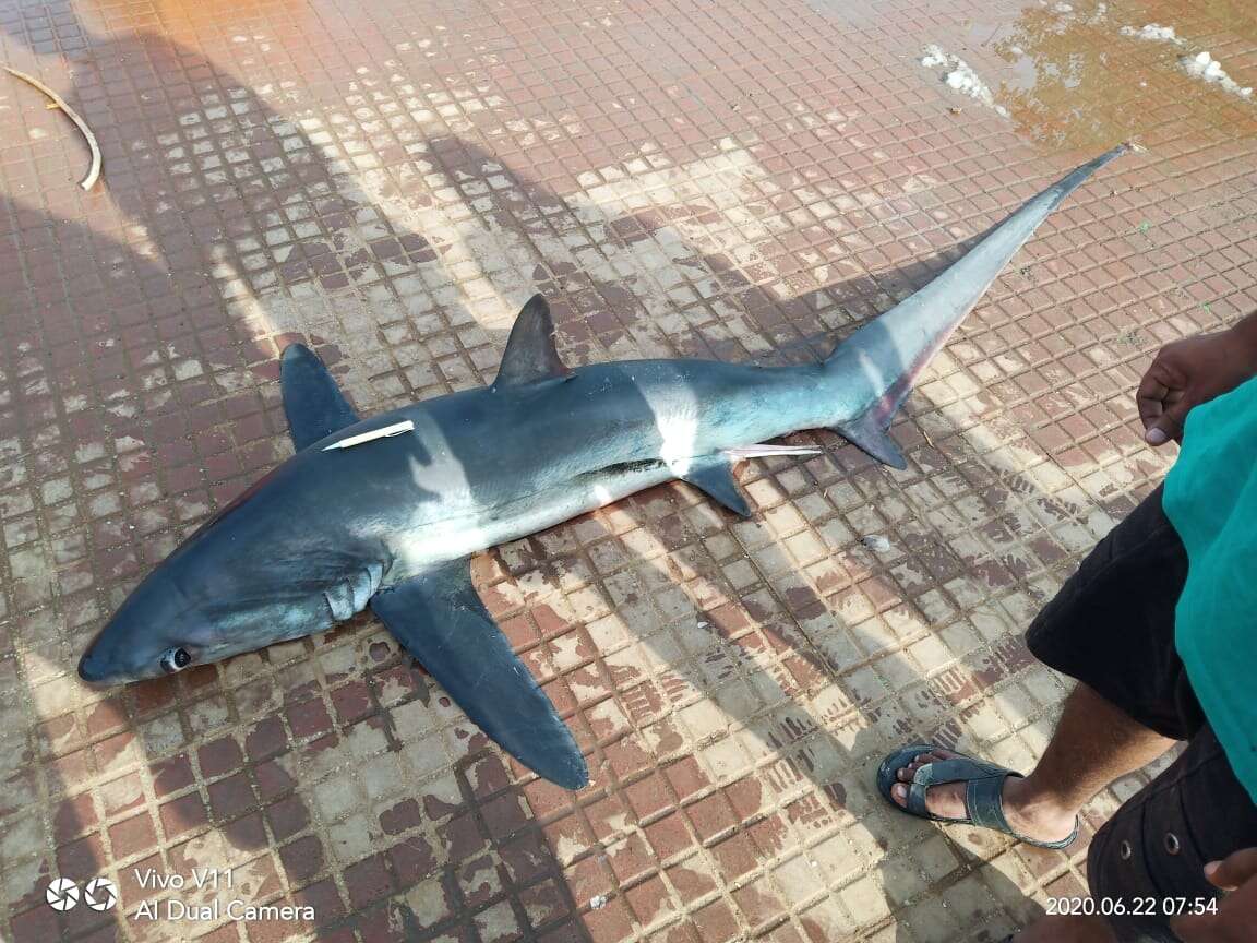 Image of thresher sharks