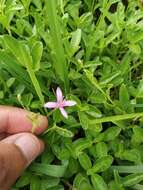 Image of Corynandra simplicifolia (Cambess.) Roalson