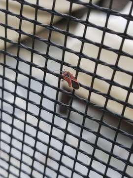 Image of Whitecrossed Seed Bug