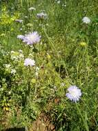 صورة Knautia integrifolia (L.) Bertol.