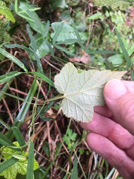 Image of Rubus moluccanus var. trilobus A. R. Bean