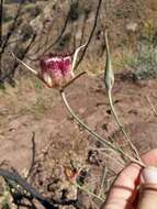 Calochortus fimbriatus H. P. McDonald resmi