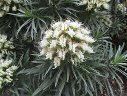 Image of Echium leucophaeum Webb ex Sprague & Hutchinson