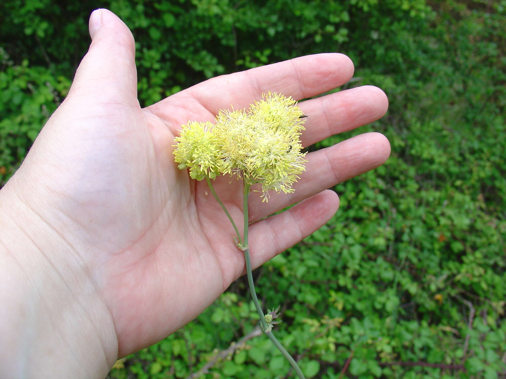 Image of Thalictrum speciosissimum L.