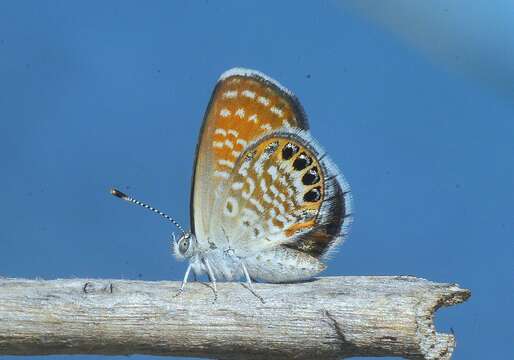 Image of Eastern Pygmy- Blue