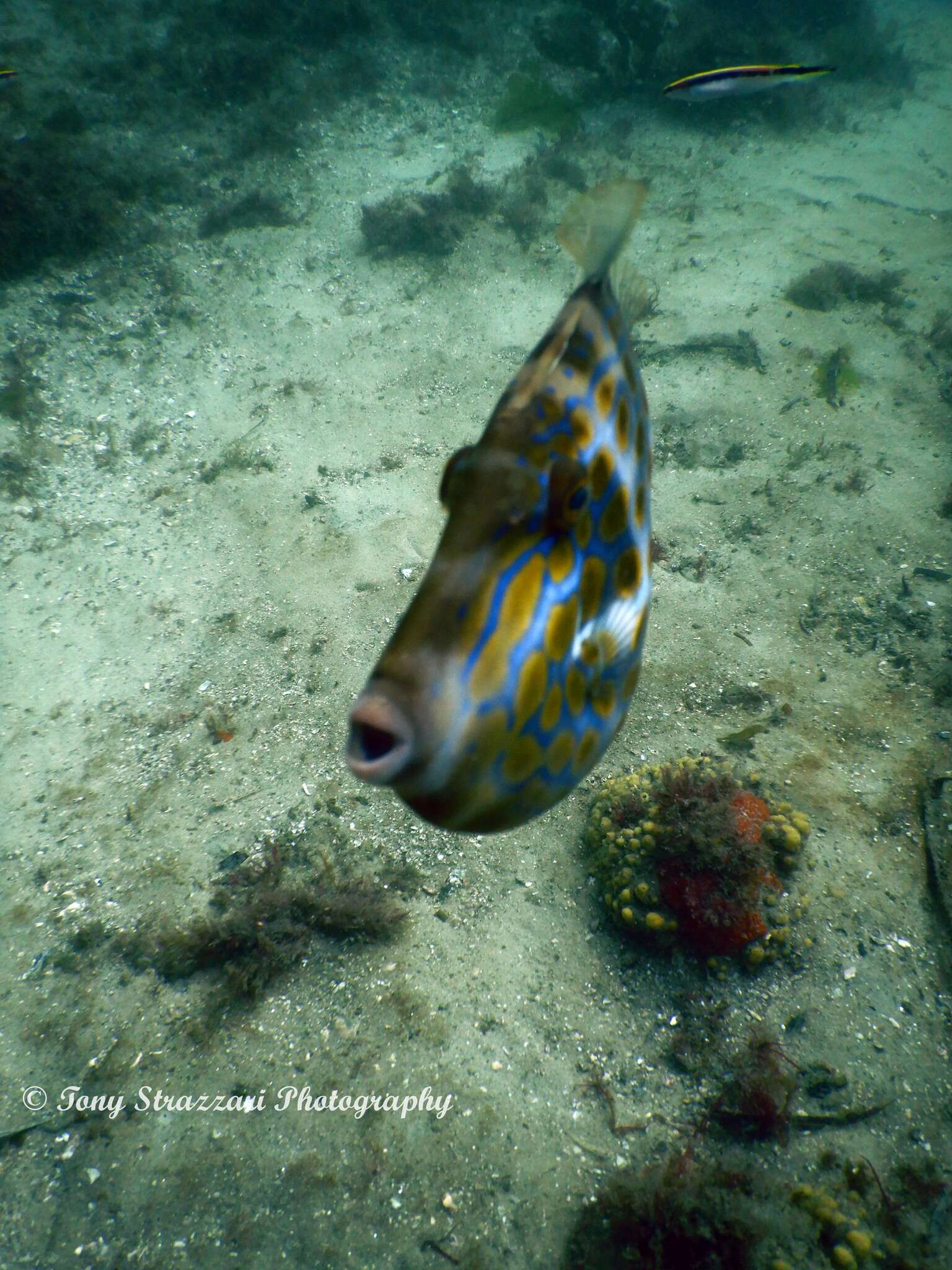 Image of Deep-bodied leatherjacket