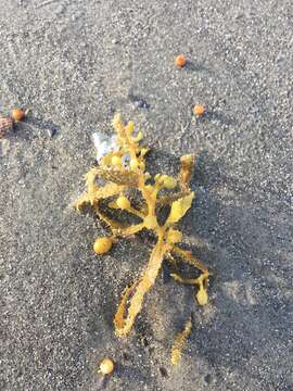 Image of Sargassum fluitans