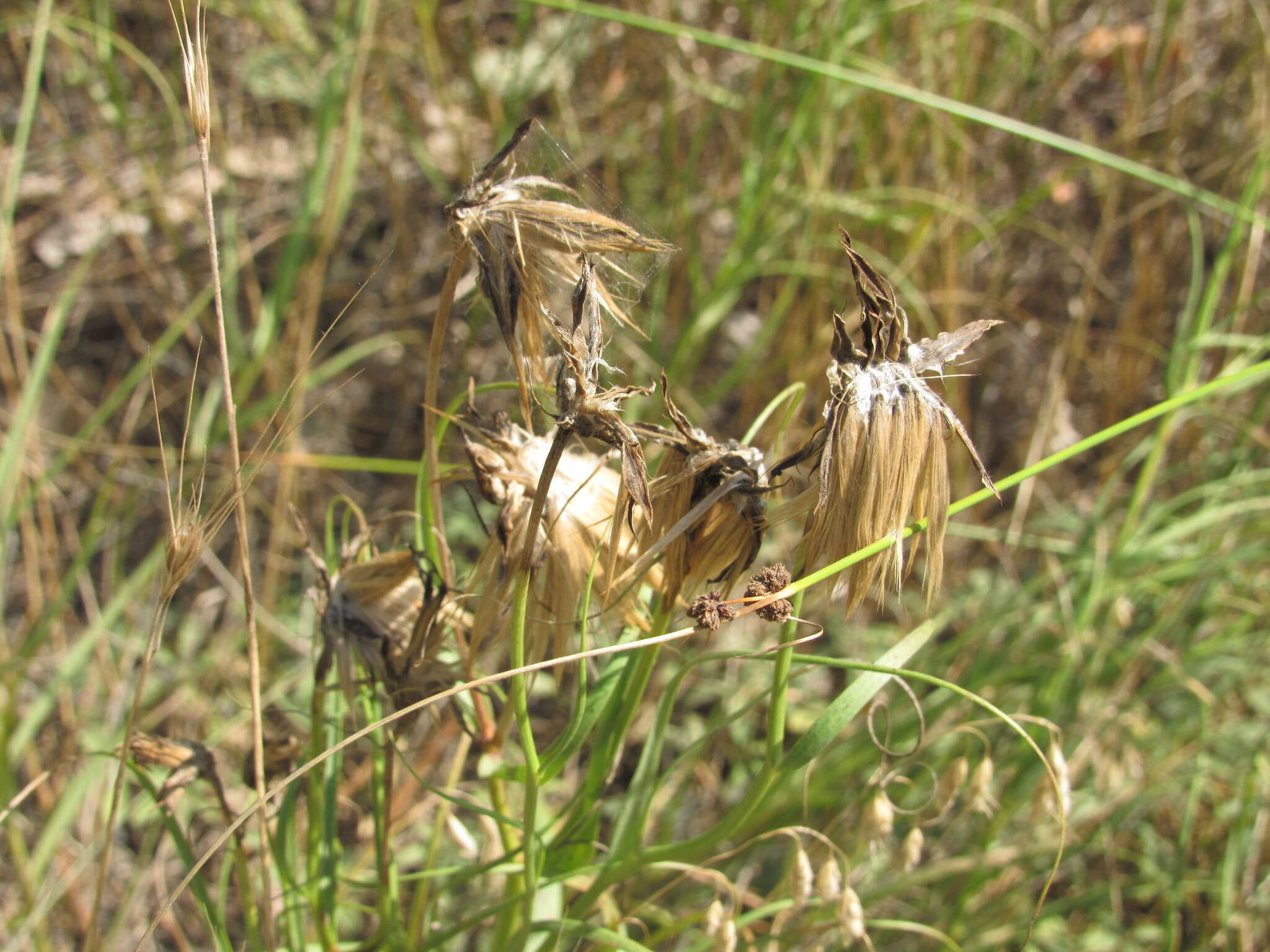 Plancia ëd Gelasia ensifolia