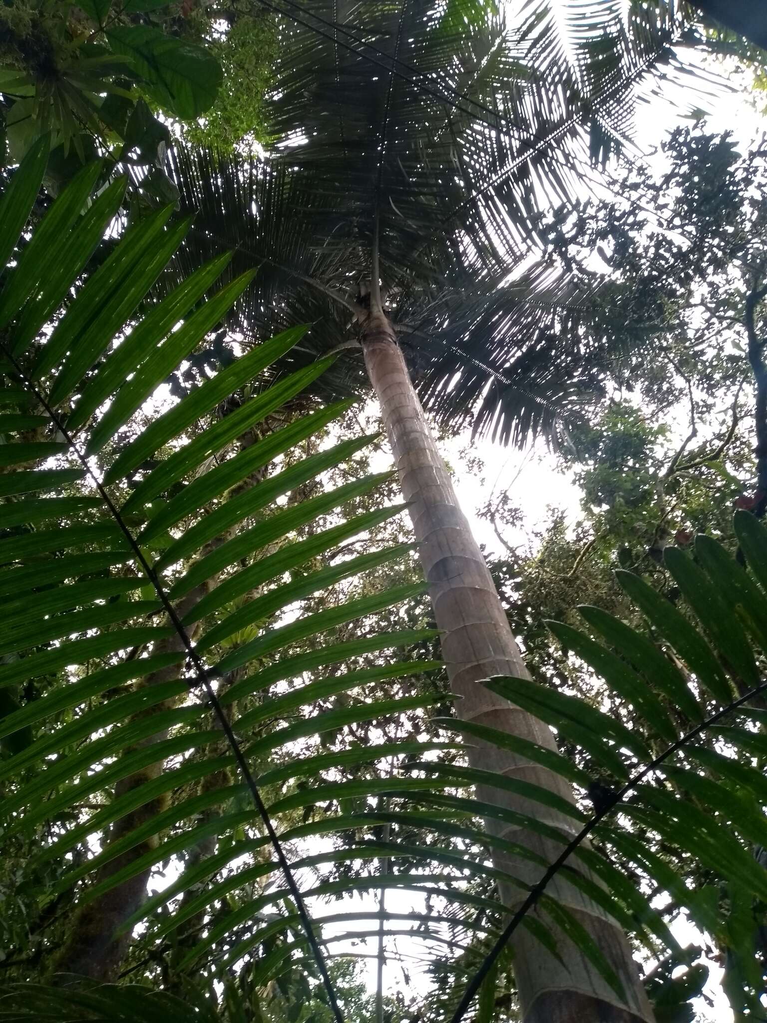 Image of Pumbo wax palm