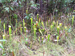 Image of Yellow Trumpets