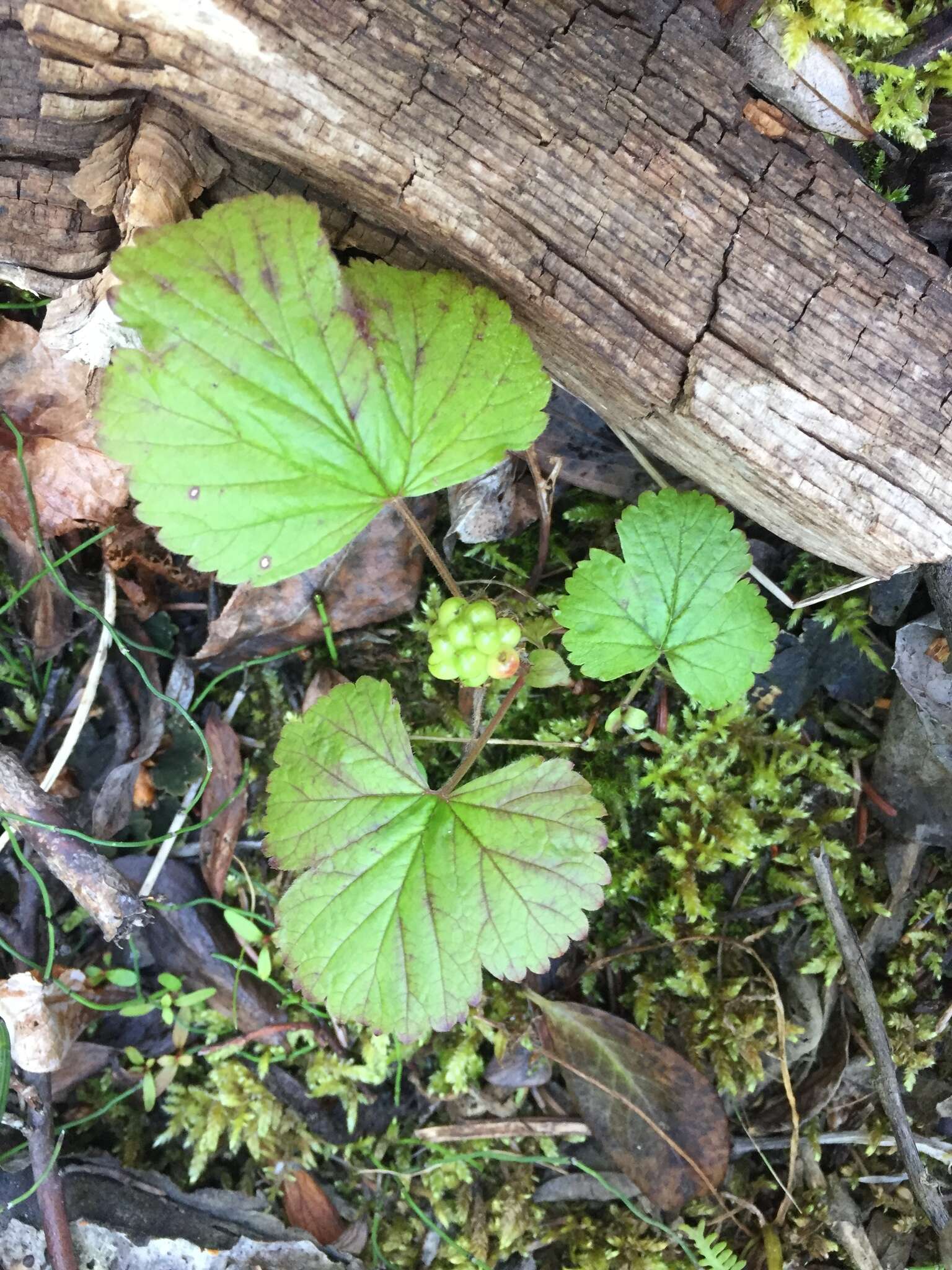 Image of arctic raspberry