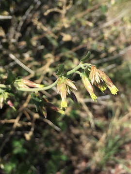 Image de Brickellia californica (Torr. & A. Gray) A. Gray