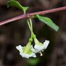 Image of Fuchsia thymifolia subsp. thymifolia