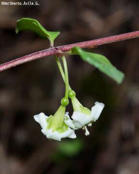 Image of Fuchsia thymifolia subsp. thymifolia