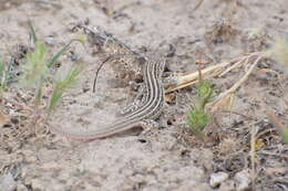 Image of Rapid Racerunner