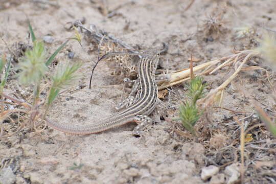 Image of Rapid Racerunner