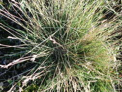 Image de Festuca pulchra Schur