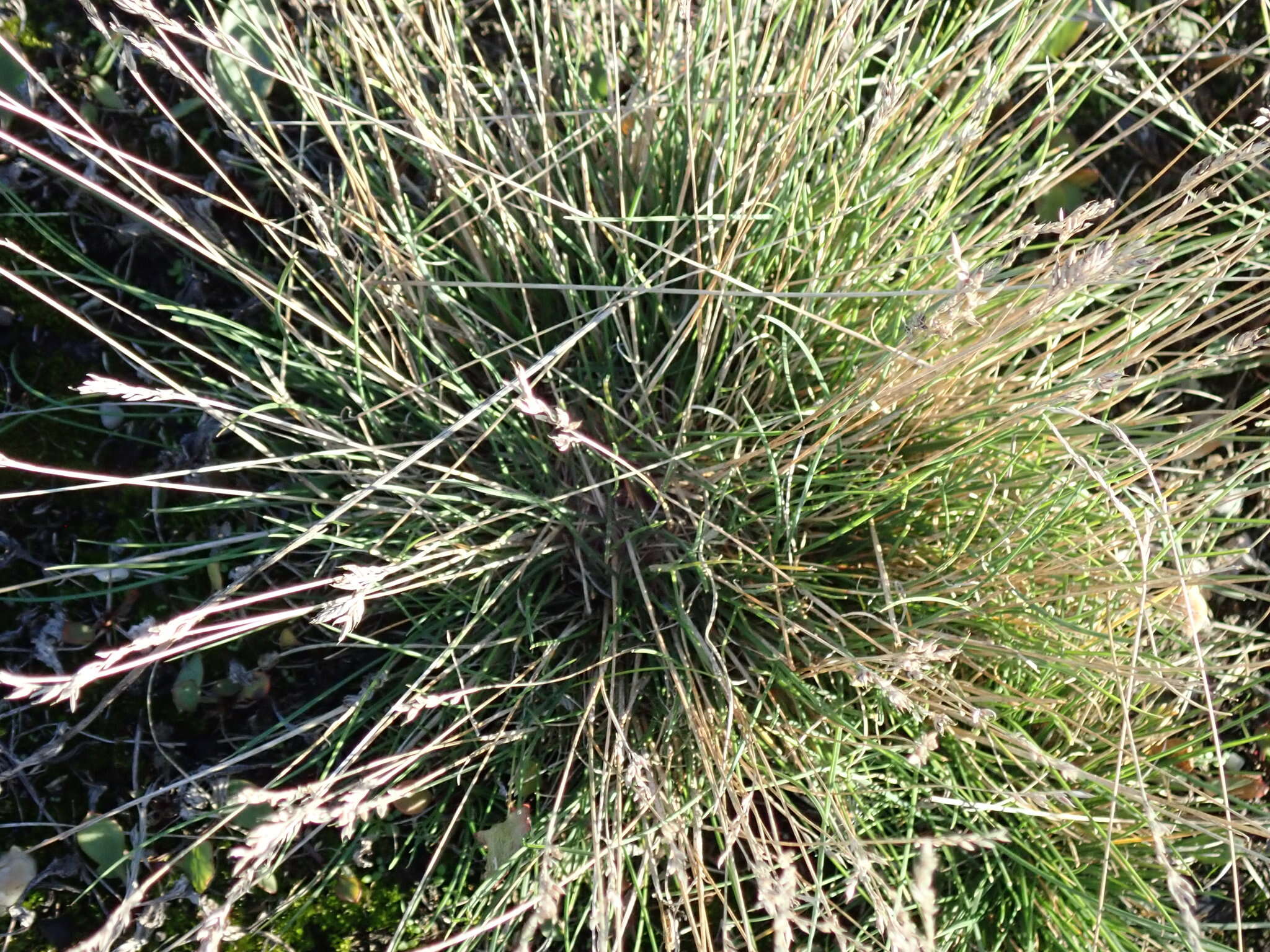 Image de Festuca pulchra Schur