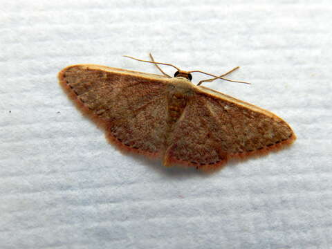 Image of Idaea costaria Walker 1863