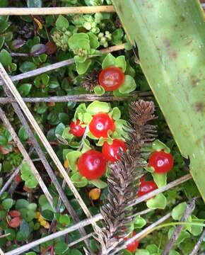 Imagem de Nertera granadensis (Mutis ex L. fil.) Druce