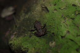 Image of Rio Grande Chirping Frog