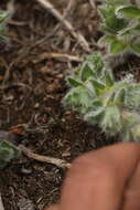 Image of Thermopsis barbata Benth.