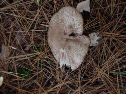 Image of Agaricus benesii (Pilát) Pilát 1951