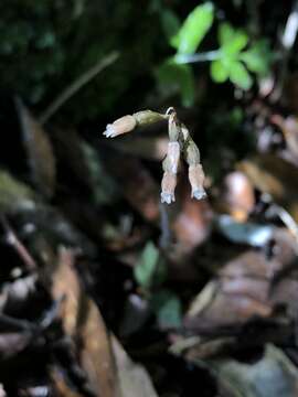 Image of Cheirostylis clibborndyeri S. Y. Hu & Barretto