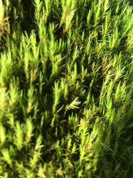 Image of Howell's dicranum moss